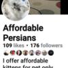 Persian kittens for sale