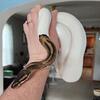 Several Ball Pythons for Sale