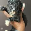 Standard AKC poodles $750