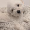 Toy Poodle - 8 Months Old, Fixed, Vaccinated and Fully Trained - Comes Ready with Everything!