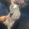 Bella and Kane Cane Corso Puppies