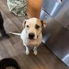 Neutered Pit bull terrier
