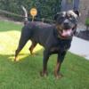 German Rottweiler Stud