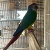 Trade pair Green cheek conures for small breed dog