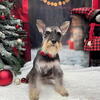 Adult Female Miniature Schnauzer