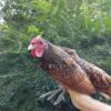 We have some Gold Sebright Bantams available!