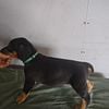 Akc doberman puppies