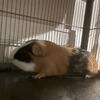Guinea pigs 