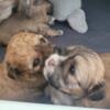 Shichi Puppies Available for sale