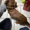 7 year old Male INTACT Miniature Dachshund