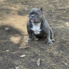 BEAUTIFUL BLUE EXOTIC MICRO BULLY FOR SALE