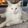 Large beautiful white maine coon STUD FOR HIRE