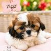 Shih Tzu puppies