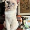 Gorgeous and Sweet Blue Point Female Kitten Available!