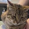 Rehoming 10 month old kitten