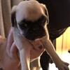 Bugg puppies