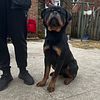 11 month old Male Rottweiler TOP BLOODLINE for sale