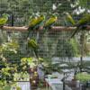 Hooded Pararkeet pairs