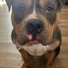 Sergeant- 1 and 1/2 year old American Bully