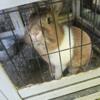 Various rabbits for sale