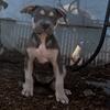 ‘Natural Elements’ XL Puppies