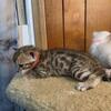 Tica Bengal kittens