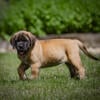 Akc English mastiffs Champion sired health tested parents