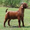 ABGA COLORED BOER BUCKS