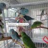 Parrotlet babies