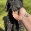 Goldendoodle
