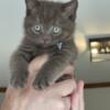 British Shorthair kittens