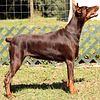 Superb FCI type Doberman puppies. Top Euro bloodlines in Florida