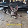 French Bulldog Frenchie