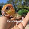 White Bellied Caique Baby