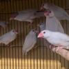 java finches sparrow