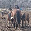 9 year old Draft cross mare and foal