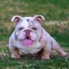 English Bulldog STUD