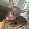 CKC TEACUP CHIHUAHUA STUD