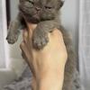 Cfa registered solid chocolate persians 