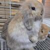 Precious Pure Bred Thrianta babies and Holland lops