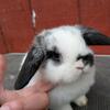 Pedigree Holland Lop 