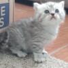 Adorable, Plush Munchkin Long Legs..(Persian,Bambino Sphynx Cross) Kittens Ready Nov. 15,2024