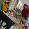 Macaw Couple