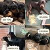 German Rottweilers 