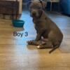 Blue pit pups born 6/25/24