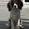 Cavalier King Charles Spaniel Blue Merle