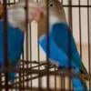 Available 2 month old  Lovebirds