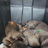 Pups for sale ICCF registered