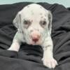 Dalmatian Puppies 4 SALE