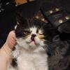 Exotic shorthair kittens for sale